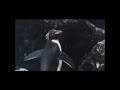 Farce of the penguins - Juan Sanchez & Global Warming