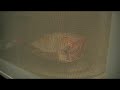 Randumb Acts-Popcorn Cats NEW 1/9/09!!