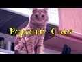 Randumb Acts-Popcorn Cats NEW 1/9/09!!