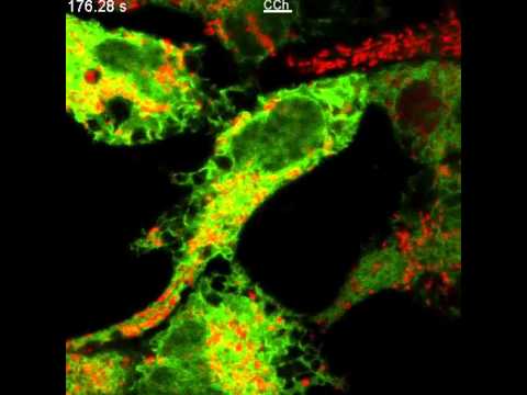how to isolate endoplasmic reticulum
