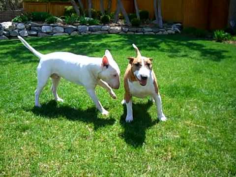 english bullterrier