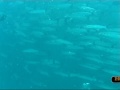 1001 barracuda sipadan p vermeulen borneo sliedrecht diving