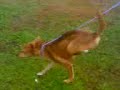 Sugar the Dog