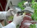 ASL MI DUE La verifica degli alimenti e dell\