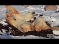 Click here to watch this video Laziest Polar Bear Ever! [HD]