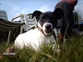 Jack Russel / Kyra