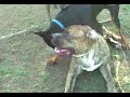 Doberman and Mastiff Doberman and Mastiff