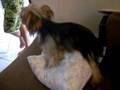 videos de Toby o tarado por almofadas
