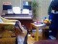 videos de Super Piano Playing Musical Dog