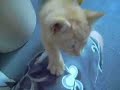Iz� cica