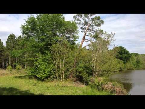 40 acres Cobbtown, GA