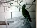 Mulla Parrot