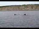 Cheticamp Pilot Whales