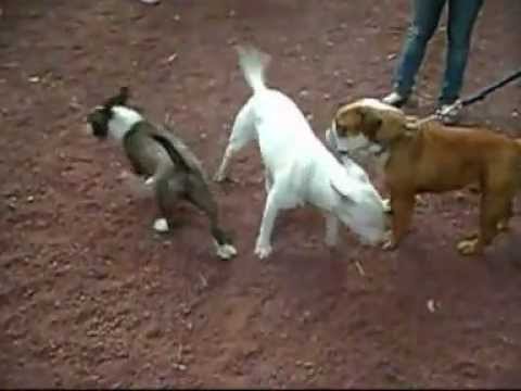 BULLTERRIER INGLES