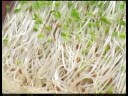 Cooking Tips : How to Pick Alfalfa Sprouts