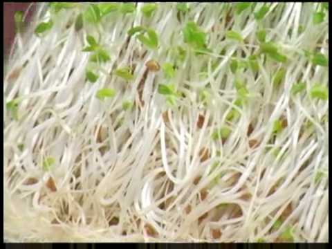 how to harvest alfalfa seeds