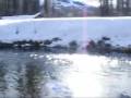 videos de PACKING OUT 3 BULL ELK