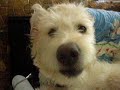 Labradoodle Savannah Paw In Mouth