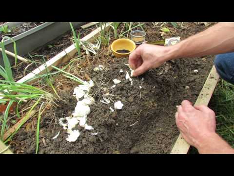 how to fertilize garlic in the spring