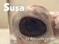 Susa - Ez dizu onik egingo | Begiak galdu arte