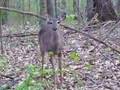 Deer-smelling-an-int