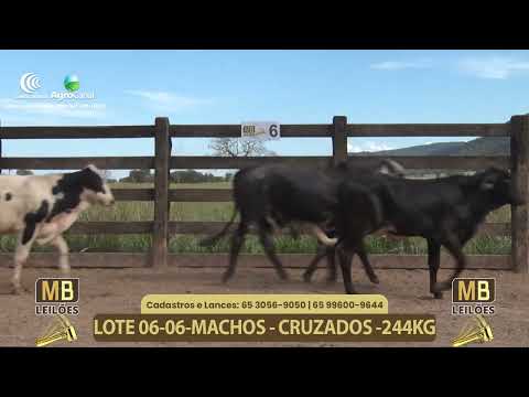 555� LEIL�O VIRTUAL MB LEIL�ES
