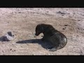 Chinese Hat - Galapagos