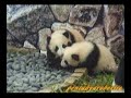 Panda Twin Babies ???????