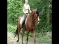 REITERIN  teils zur�ck