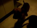 Cachorros Famintos