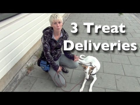 Shy and Reactive Dog Training- 3 Calm Treat Deliveries