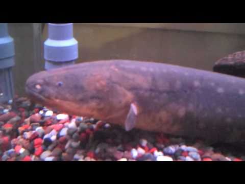 how to care for a pet eel