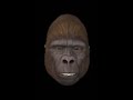 TJ the Talking Gorilla - Reviews House of 1,000 Corpses