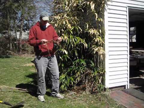 how to dig up bamboo and replant