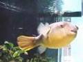 Tetraodon mbu ムブ