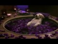Cottonelle Commercial Puppy Gets Pampered