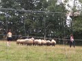 borders habitués au troupeau