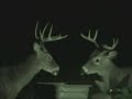 Deer 3