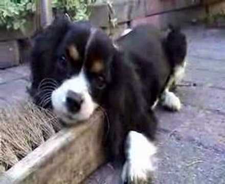 Cavalier king charles spaniel pup