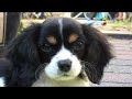 Cavalier king charles spaniel pup