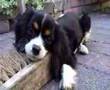 Cavalier King Charles Spaniel video