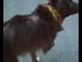 Adopt a dog