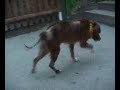 Adopt a dog 