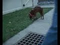 Adopt a dog