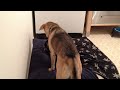 Click here to watch this video Burying the bone