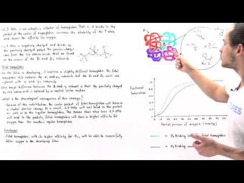 how does 2 3-bpg affect hemoglobin