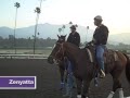 Zenyatta, Einstein, Mine That Bird and more prepare for Breeders' Cup 2009