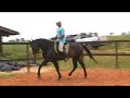 Xis - Lusitano Stalion - 5 years Old