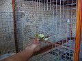 canary bird canary bird