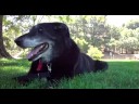 Dempsey Dog 1996-2008, We Miss You Bubba Boy! RIP Black Lab Dempsey Dog 1996-2008, We Miss You Bubba Boy! RIP Black Lab